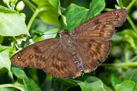 hermimoth|Hermit Moth .
